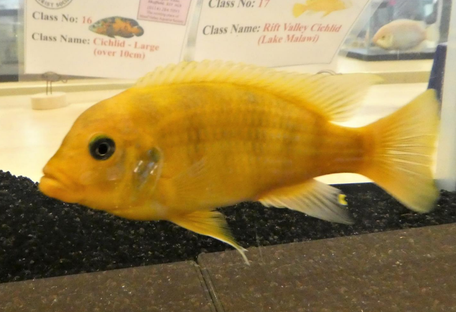 Top winners at Sheaf Valley Aquarists Practical Fishkeeping